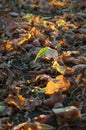 Fallen autumn leaves