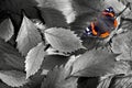 Fallen autumn leaves texture background. black and white. bright butterfly admiral on a fallen autumn leaves. top view. Royalty Free Stock Photo