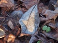 Fallen autumn leaves of trees lying on the ground, covered with frost Royalty Free Stock Photo