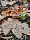 Fallen autumn leaves with water drops in forest