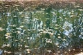 Fallen autumn leaves in the water with a reflection of a big tree Royalty Free Stock Photo