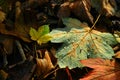 Fallen autumn maple leaf Royalty Free Stock Photo