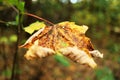 Fallen autumn maple leaf on a blurred background of the forest. Royalty Free Stock Photo