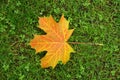 Fallen autumn maple leaf on green grass Royalty Free Stock Photo