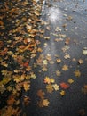 Fallen autumn maple leaves on dark wet asphalt sidewalk