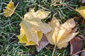 Fallen autumn maple leaves on green grass are covered with frost Royalty Free Stock Photo