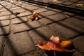 Fallen autumn maple leaves on paving slabs at sunset. Long shadows. The concept of cyclical nature, autumn Royalty Free Stock Photo