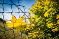 Fallen autumn maple tree leaf caught on rusty wire mesh fence Royalty Free Stock Photo