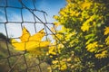 Fallen autumn maple tree leaf caught on rusty wire mesh fence Royalty Free Stock Photo