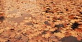 Fallen autumn oak leaves in the lake in the rain. Autumn nature. Variable focus Royalty Free Stock Photo