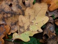 Fallen autumn oak leaves with raindrops Royalty Free Stock Photo