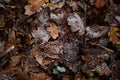 Fallen autumn oak leaves on muddy winter ground