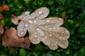 Fallen autumn oak leaves with rain drops in grass Royalty Free Stock Photo