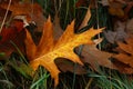 Fallen autumn oak leaves with rain drops in grass Royalty Free Stock Photo