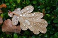 Fallen autumn oak leaves with rain drops in grass Royalty Free Stock Photo