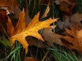 Fallen autumn oak leaves with rain drops in grass Royalty Free Stock Photo