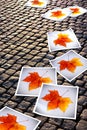 Fallen Autumn prints Royalty Free Stock Photo