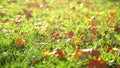 Fallen autumn red leaves on grass. Natural sun light.