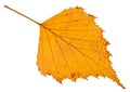 fallen autumn yellow leaf of birch tree isolated Royalty Free Stock Photo