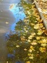 Fallen autumn yellow leaves on the path and reflections of trees in puddles Royalty Free Stock Photo