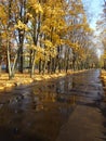 Fallen autumn yellow leaves on the path and reflections of trees in puddles Royalty Free Stock Photo