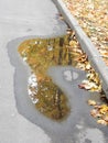 Fallen autumn yellow leaves on the path and reflections of trees in puddles Royalty Free Stock Photo