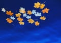 Fallen autumn yellow maple leaves on the surface of blue water. Space for your text Royalty Free Stock Photo