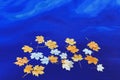 Fallen autumn yellow maple leaves on the surface of blue water. Space for your text Royalty Free Stock Photo