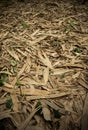 Fallen bamboo leaves at Waeruwan Garden in PhutthamonthonBuddhist park in Phutthamonthon district,Nakhon Pathom Province of Thail