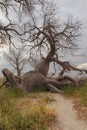 Fallen Baobab tree growing upwards