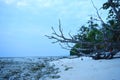 Fallen Bare Tree at Rocky Beach at time of Twilight- Blue Natural Background