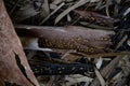 Fallen bark of eucalyptus resin tree lies on branches and leaves