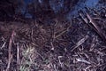 Fallen bark of eucalyptus resin tree lies on branches and leaves