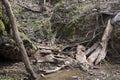 Fallen bark near a stream