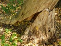 Fallen barkless tree in forest with dense undergrowth