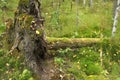 Fallen beautiful tree in autumn forest with huge roots covered moss on land. Royalty Free Stock Photo