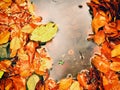 Fallen beech leaves and stones in water of mountain river. Autumn colors. Symbol Royalty Free Stock Photo