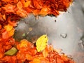 Fallen beech leaves and stones in water of mountain river. Autumn colors. Symbol Royalty Free Stock Photo