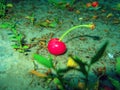 Fallen berry cherry Royalty Free Stock Photo