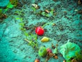 Fallen berry cherry Royalty Free Stock Photo