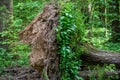 Fallen big spruce after a windblow. The roots of the tree are exactly half covered with vegetation Royalty Free Stock Photo