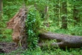 Fallen big spruce after a windblow. The roots of the tree are exactly half covered with vegetation Royalty Free Stock Photo