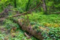 Fallen big tree with roots in a dense green forest. Big fallen tree root covered with thick moss Royalty Free Stock Photo