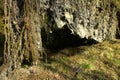 Fallen big tree with roots outside Royalty Free Stock Photo