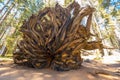 Fallen big tree in Sequoia National Park, California with blurry trees in the background Royalty Free Stock Photo