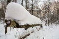 Fallen birch is covered with a thick layer of snow Royalty Free Stock Photo