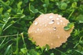 Fallen birch leaf yellow with rain drops on grass in autumn park Royalty Free Stock Photo