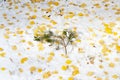Fallen birch leaves on the snow Royalty Free Stock Photo