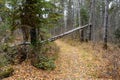 Fallen birch tree across a trail in the forest at Duck mountain Provincial Park, Manitoba Royalty Free Stock Photo