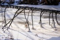 Fallen birch tree with branches frozen into the ice Royalty Free Stock Photo